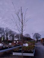 Amelanchier lamarckii boom, Tuin en Terras, Planten | Bomen, Ophalen, Volle zon, Overige soorten