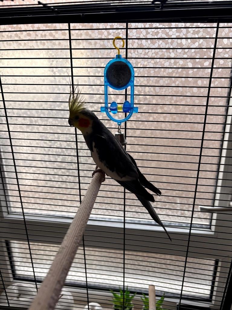 Valkparkiet te koop met kooi en toebehoren, Mannelijk, Parkiet