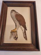 Havik roofvogel schilderij op keramiek tegel vogel valkenier, Ophalen of Verzenden