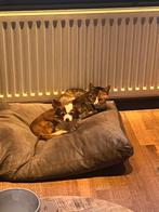 Lieve poes van 2,5 jaar zoekt nieuw huisje, Dieren en Toebehoren, Katten en Kittens | Overige Katten, Poes, 0 tot 2 jaar