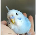 Ik zoek een baby parkietje, Dieren en Toebehoren, Vogels | Parkieten en Papegaaien, Mannelijk, Parkiet