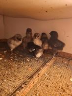 Kuikentjes, Geslacht onbekend, Kip