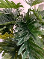 Kunst philodendron, Ophalen, Nieuw