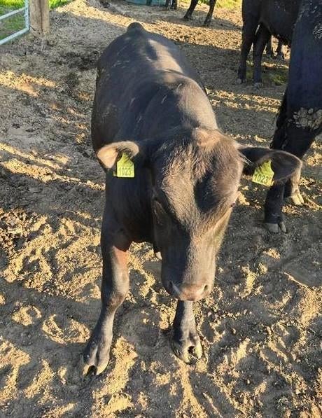 100% Black Angus dekstieren, Mannelijk, 0 tot 2 jaar