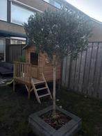 Olijfboom, Volle zon, Bloeit niet, Ophalen of Verzenden, 100 tot 250 cm