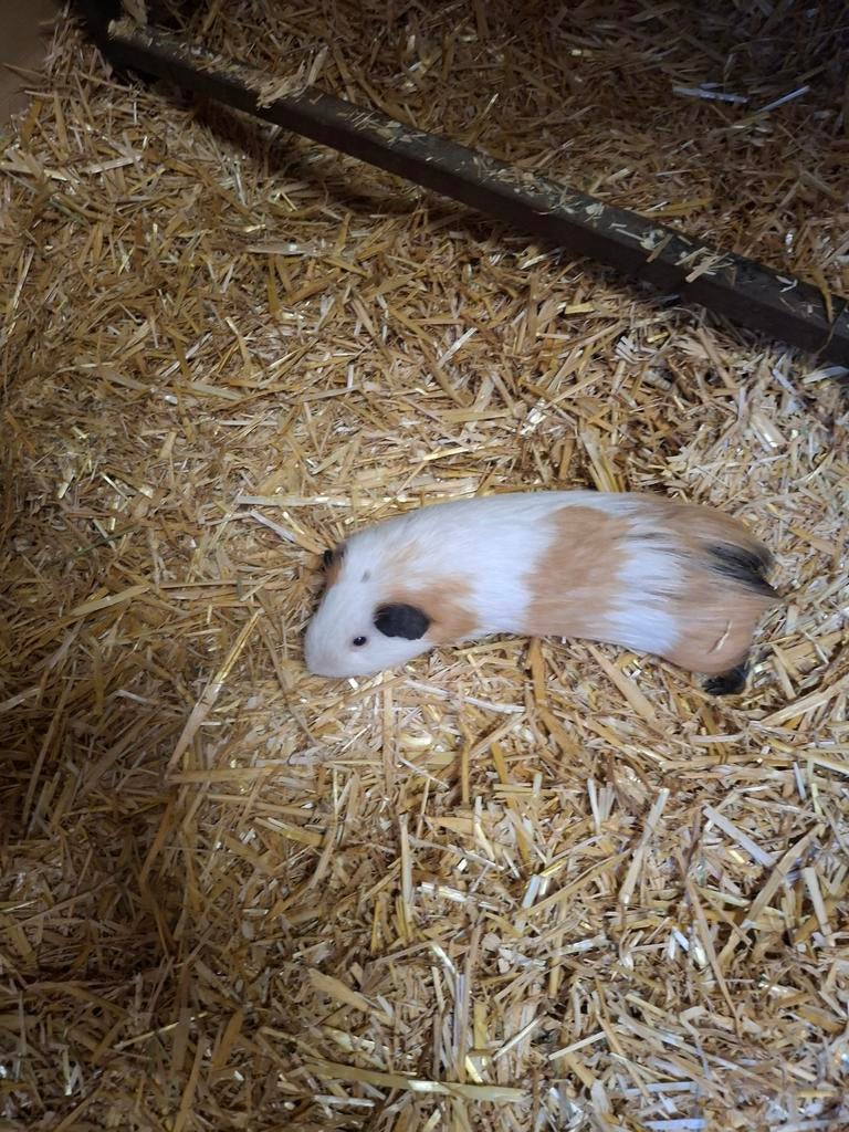 SPOED!! Goed huis gezocht!!, Dieren en Toebehoren, Knaagdieren, Augustus, Mannelijk, Cavia