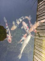 Koikarpers te koop, Karper of Koi