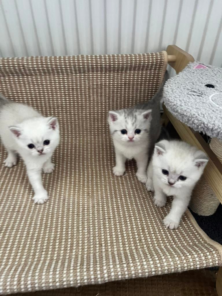 100% Britse korthaar kittens te koop, Meerdere dieren, Ontwormd