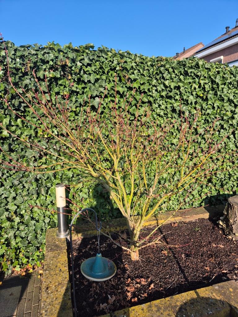 2 Japanse Esdoorns - Acer palmatum 'Atropurpureum', Ophalen of Verzenden