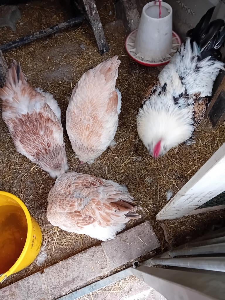 Broedeieren te koop van de  Franse favorolle, Dieren en Toebehoren, Pluimvee, Geslacht onbekend, Kip