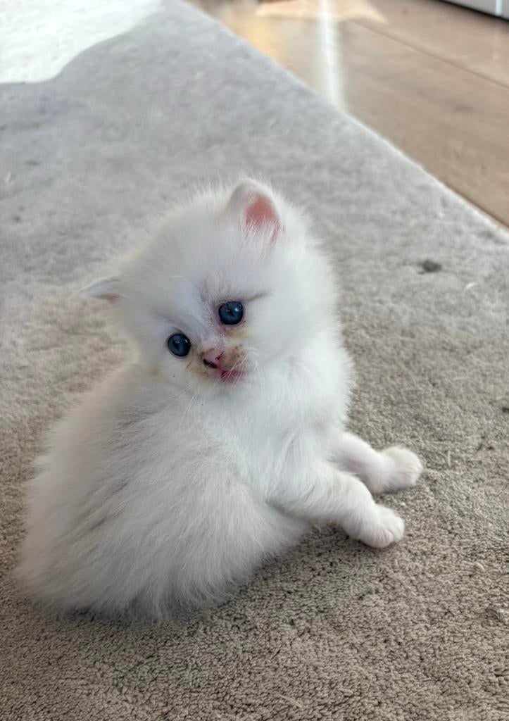 Nog enkele Ragdoll x Perzische kittens – goed gesocialiseerd, Dieren en Toebehoren, Meerdere dieren, Ontwormd, 0 tot 2 jaar