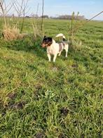 Ter dekking aangeboden Jack Russel, Dieren en Toebehoren, Honden | Dekreuen, Reu, Parvo, Eén hond, 3 tot 5 jaar