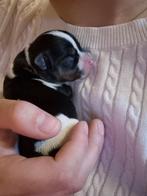 6 super lieve boerenfox pups, Overige rassen, 8 tot 15 weken, Geslacht onbekend, Meerdere