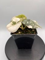 5x Alocasia Melo Albo Variegata - Zeldzame Schoonheid!, Huis en Inrichting, Kamerplanten, Overige soorten, In pot, Minder dan 100 cm