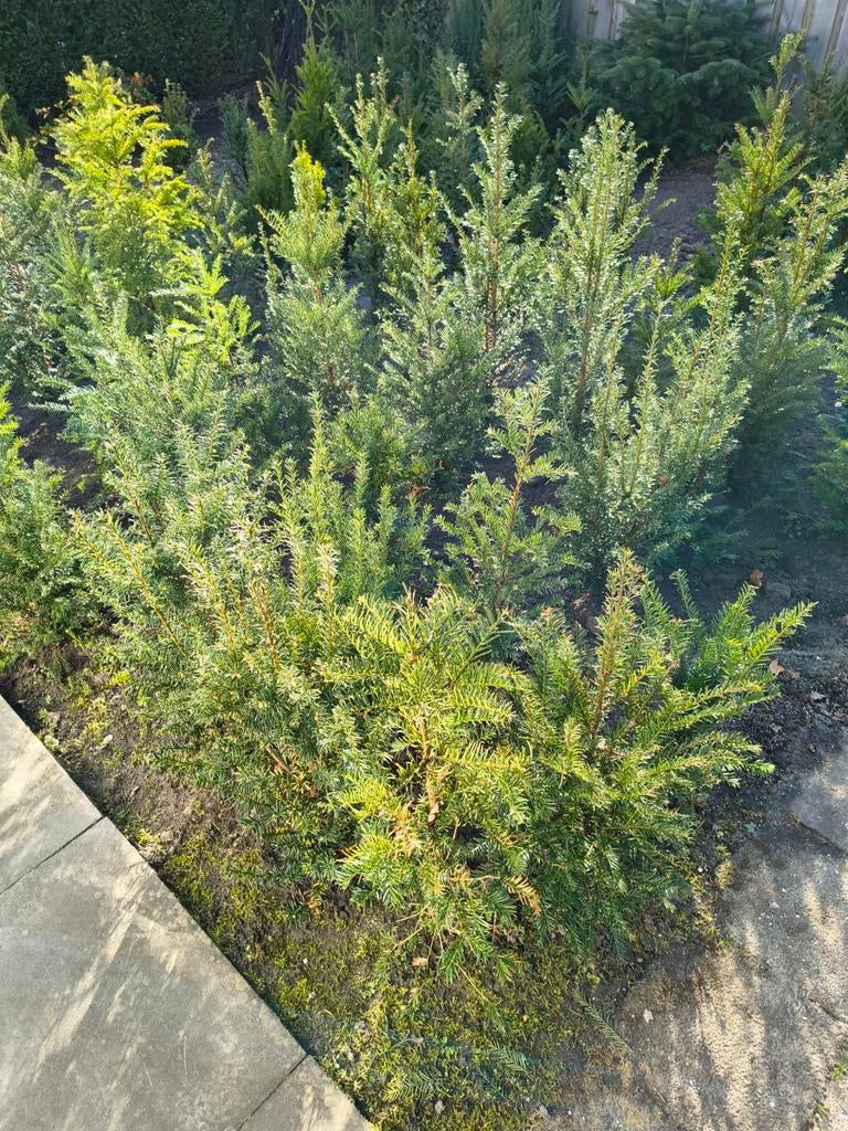 Taxus struiken voor een heg., Tuin en Terras, Planten | Tuinplanten, Ophalen of Verzenden, Bloeit niet, Overige soorten, Volle zon