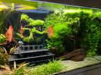 Eheim incipiria 400 liter aquarium compleet, Ophalen of Verzenden, Zo goed als nieuw, Leeg aquarium