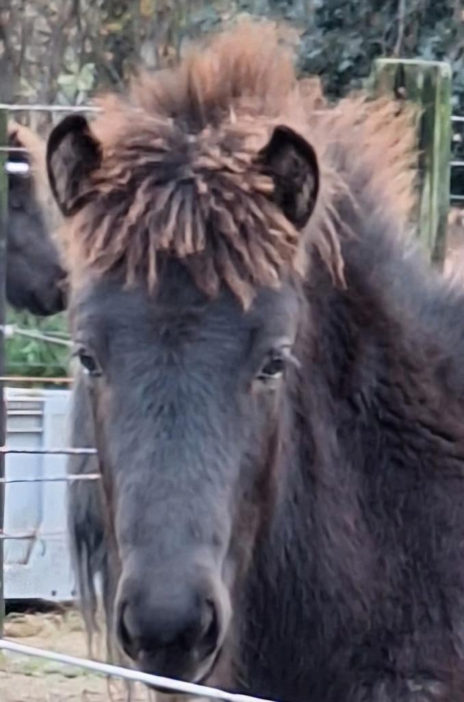 Ijslander, merrie veulen, groot, open karakter, Dieren en Toebehoren, Pony's, Merrie, Met stamboom, 0 tot 2 jaar, Onbeleerd