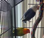 Agapornis fischeri met kooi, Meerdere dieren, Dwergpapegaai of Agapornis