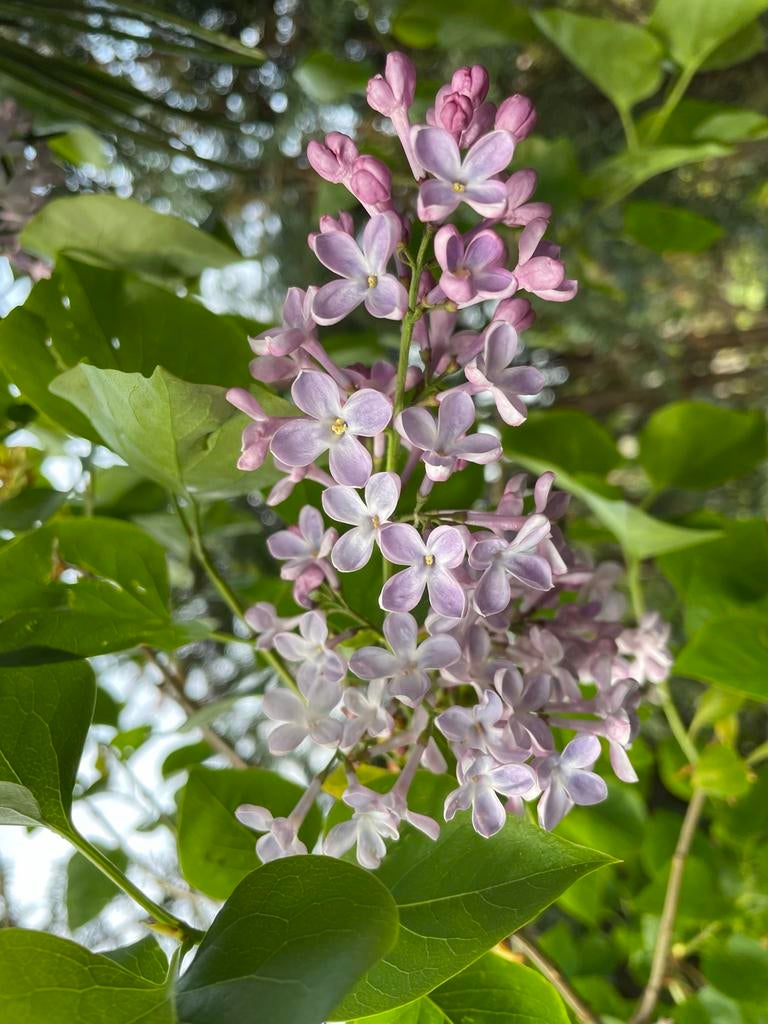 Sering boompjes/struiken lila bloeiend, Tuin en Terras, Ophalen, Overige soorten, Struik, 100 tot 250 cm