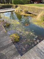 Vijvervissen, Dieren en Toebehoren, Goudvis(sen)