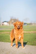Nova Scotia Toller Dekreu, Dieren en Toebehoren, Fokker | Hobbymatig, 1 tot 2 jaar, Buitenland, Parvo
