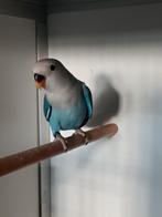 JONGE AGAPORNIS ROSEICOLLIS OM ZELF TAM TE MAKEN, Dieren en Toebehoren, Geslacht onbekend, Dwergpapegaai of Agapornis, Geringd