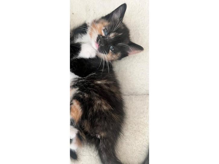 Lapjes/schildpadpoes kitten (X Brits/ragdoll met Eu-korthaar, Dieren en Toebehoren, Katten en Kittens | Overige Katten, Poes