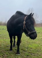 Gezocht: bijrijder/verzorger voor lieve merrie, Verzorging of Verzorgpony's