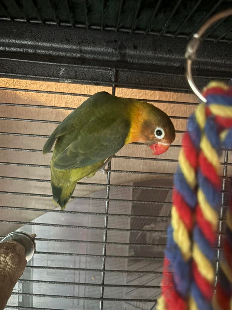 Agapornis 5 maanden oud