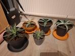 Te koop 5 mooie tuinplanten zie foto's, Ophalen, Vaste plant, Overige soorten, Volle zon
