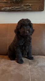 Labradoodle pups multigen, Dieren en Toebehoren, Overige rassen, 8 tot 15 weken, Parvo, Meerdere