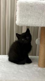 Brits/europiaans korthaar, Dieren en Toebehoren, Katten en Kittens | Overige Katten, Poes, Kortharig, 0 tot 2 jaar