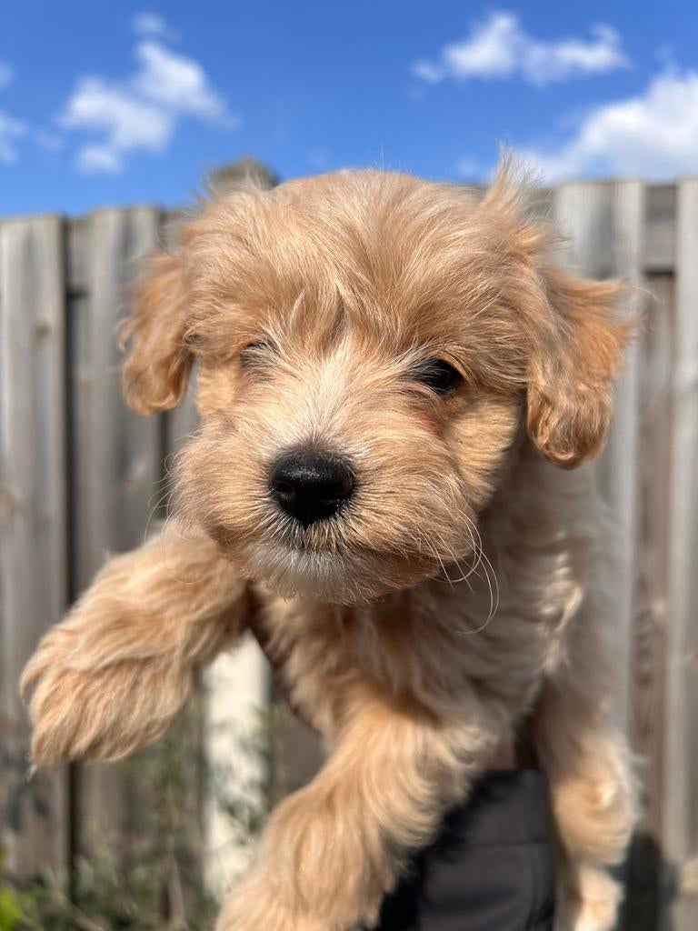 Geweldige Keesapoo pups, Dieren en Toebehoren, Parvo, Overige rassen, 8 tot 15 weken, Meerdere