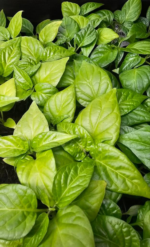 Peper plantjes Carolina reaper madame jeanette etc, Tuin en Terras, Planten | Tuinplanten, Eenjarig, Overige soorten, Volle zon