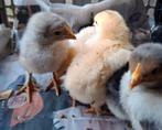 Brahma x Wyandotte groot blauw kuikens te koop, Dieren en Toebehoren, Pluimvee, Meerdere dieren, Kip