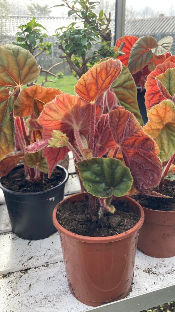 Mooi jonge planten van begonia John Tapia, Tuin en Terras, Planten | Tuinplanten, Vaste plant, Overige soorten, Halfschaduw, Zomer