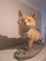 Opgezette vos - Taxidermie - 98x45 cm, Ophalen of Verzenden