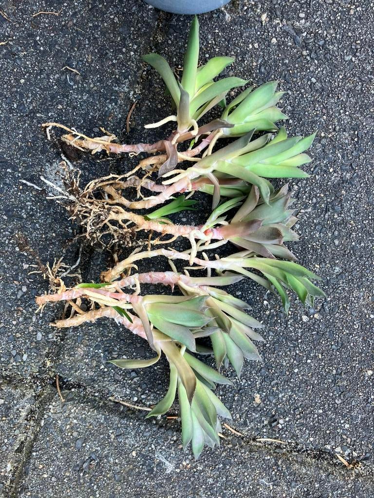 Vetplanten stekken, meerdere soorten., Huis en Inrichting, Kamerplanten, Ophalen, Halfschaduw, Minder dan 100 cm
