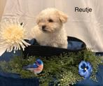 Malitpoo puppy’s, Poedel, HCC (leverziekte), 8 tot 15 weken, Meerdere
