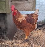 Kippenopvang zoekt goede plek voor deze grote, jonge haan!, Dieren en Toebehoren, Pluimvee, Mannelijk, Kip