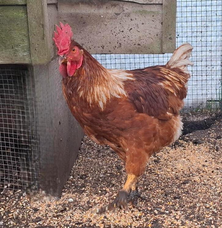 Kippenopvang zoekt goede plek voor deze grote, jonge haan!, Dieren en Toebehoren, Pluimvee, Kip, Mannelijk