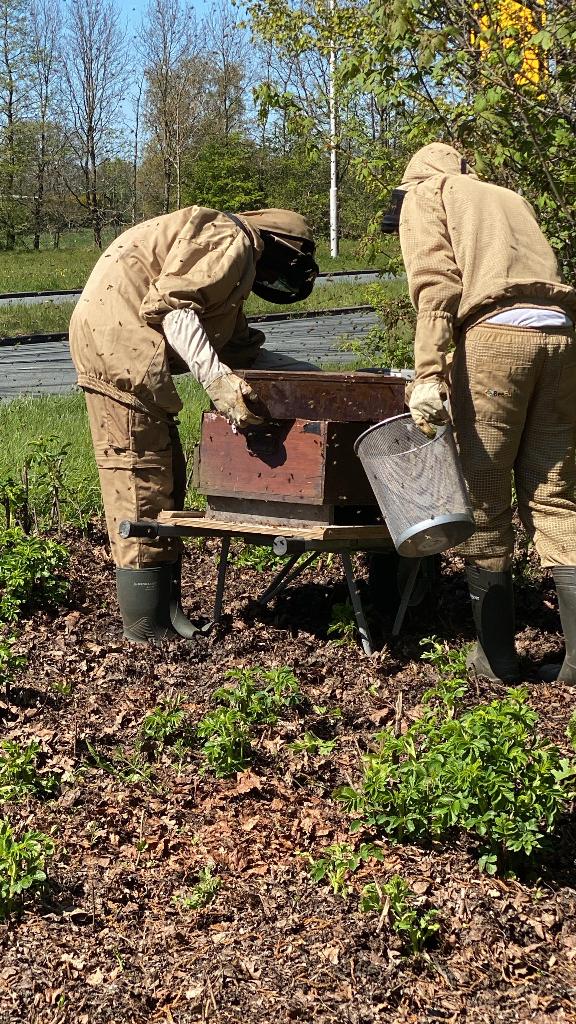 Bijenzwerm gezien???, Bijen