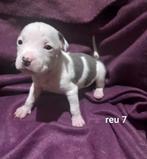 Amerikaanse stafford pups, 8 tot 15 weken, American Staffordshire Terriër, Meerdere, Nederland