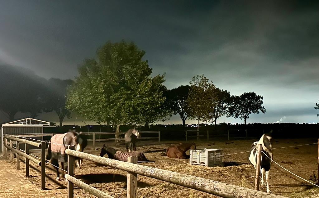 🐴 Kudde / Groep Paard – 24/7 Buiten | Equinova 🌿 | Luxe ✨, Dieren en Toebehoren, Stalling en Weidegang, Weidegang, 2 of 3 paarden of pony's
