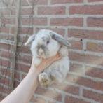 Fijn knuffelhuisje gezocht voor deze mooie Minilop ram, Dieren en Toebehoren, Mannelijk, Dwerg, Hangoor, 0 tot 2 jaar