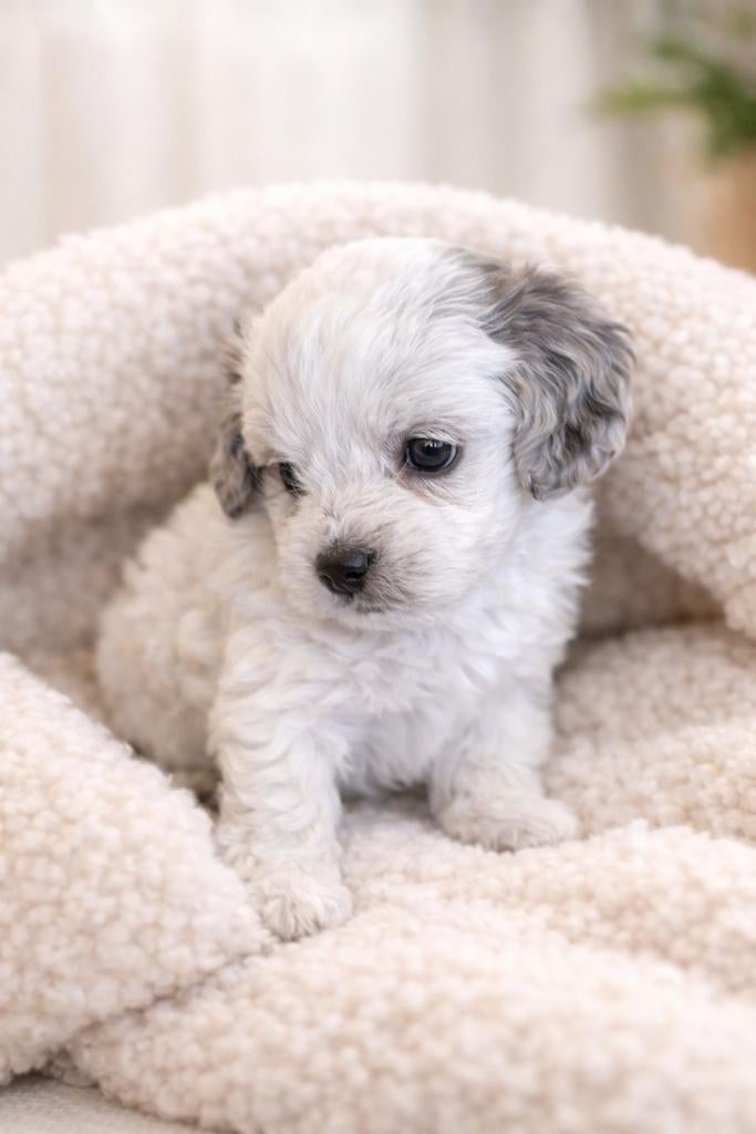 Schattige Maltipoo pups – klein blijvend nog 3 beschikbaar, HCC (leverziekte), Overige rassen, 8 tot 15 weken, Meerdere