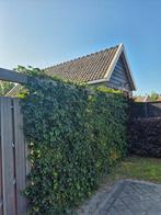 Topkwaliteit Hedera hibernica (klimop) in deverse maten., Tuin en Terras, Planten | Tuinplanten, Ophalen, Volle zon, Vaste plant