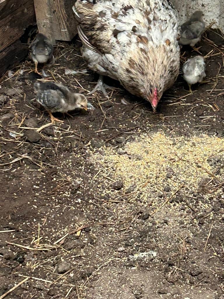 Dagverse Broedeieren, Dieren en Toebehoren, Geslacht onbekend, Kip