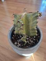 Euphorbia marmorata variegata, Ophalen of Verzenden, Halfschaduw, Minder dan 100 cm