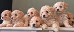 Prachtige maltipoo f1 pups, Overige rassen, 8 tot 15 weken, Parvo, Meerdere